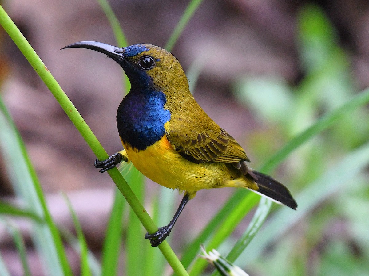 Ornate Sunbird - ML645161861