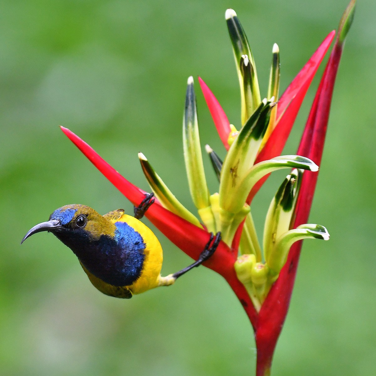 Ornate Sunbird - ML645161862