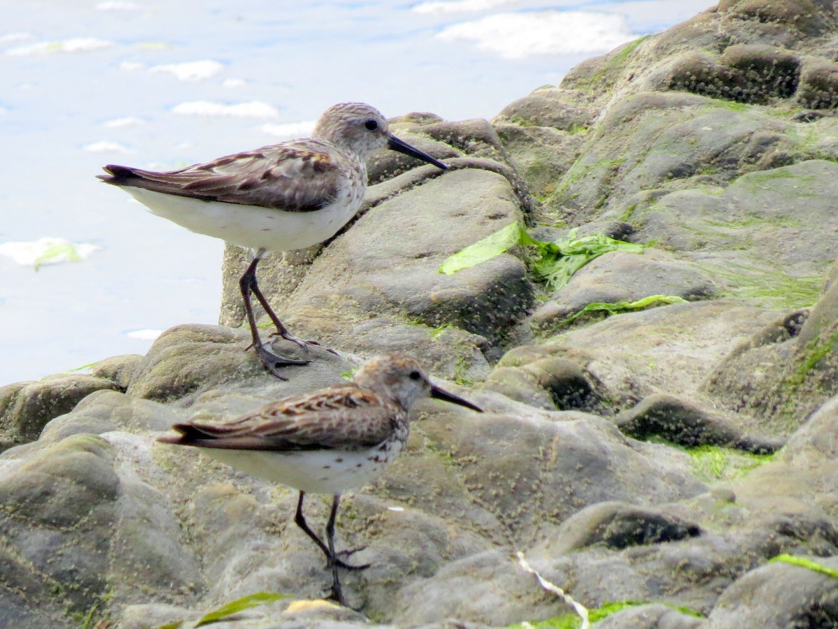 Western Sandpiper - ML645161866