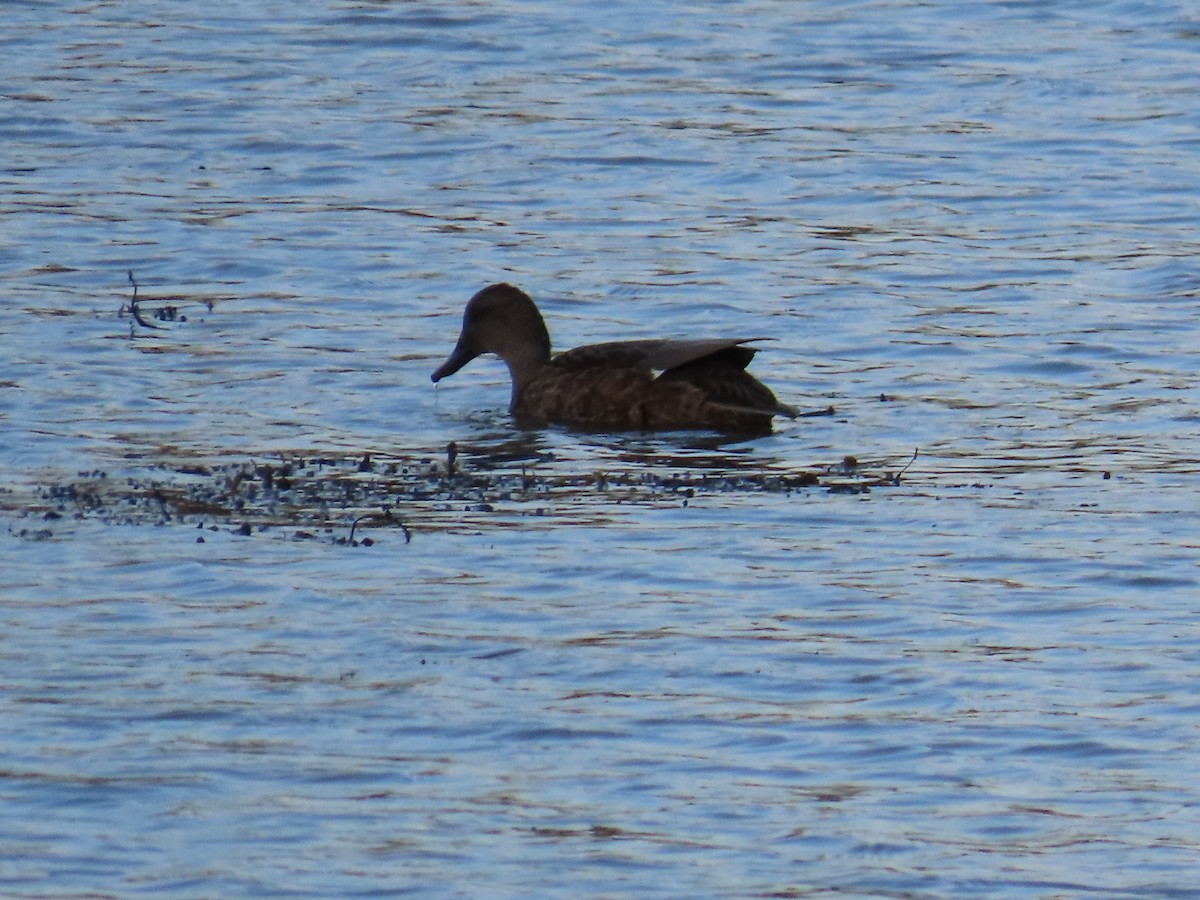 kopřivka obecná - ML645161874
