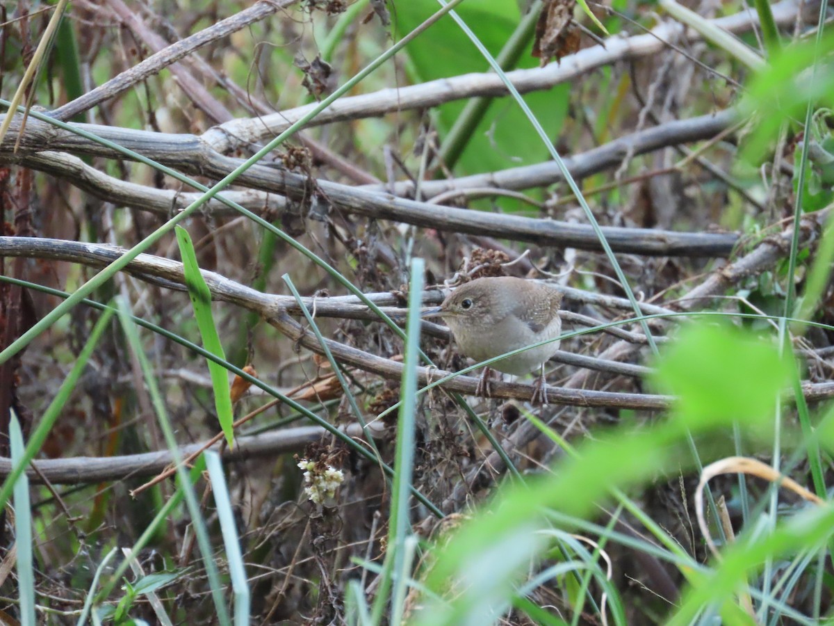 Northern House Wren - ML645161883