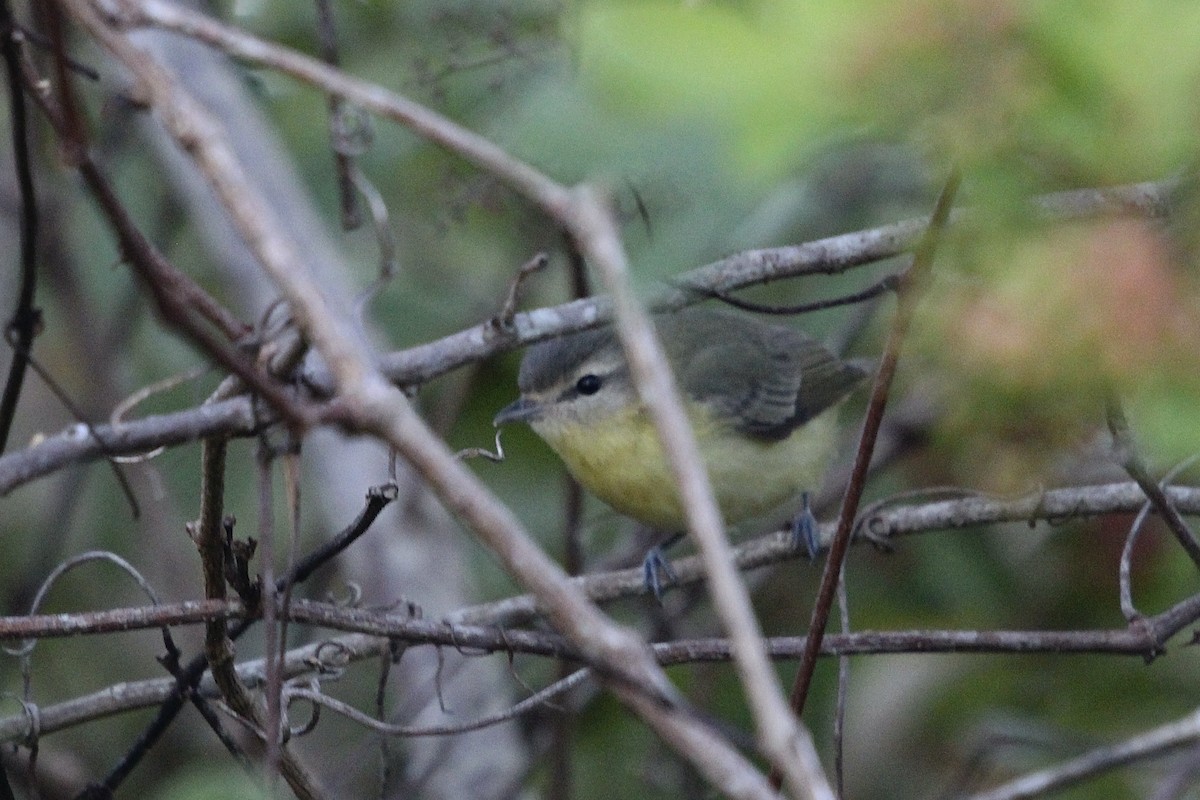 Philadelphia Vireo - ML645161893