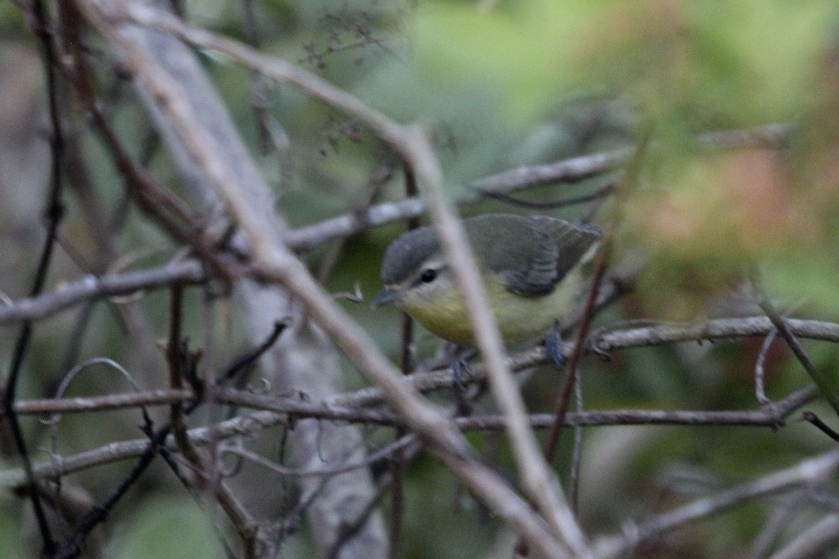 Philadelphia Vireo - ML645161895