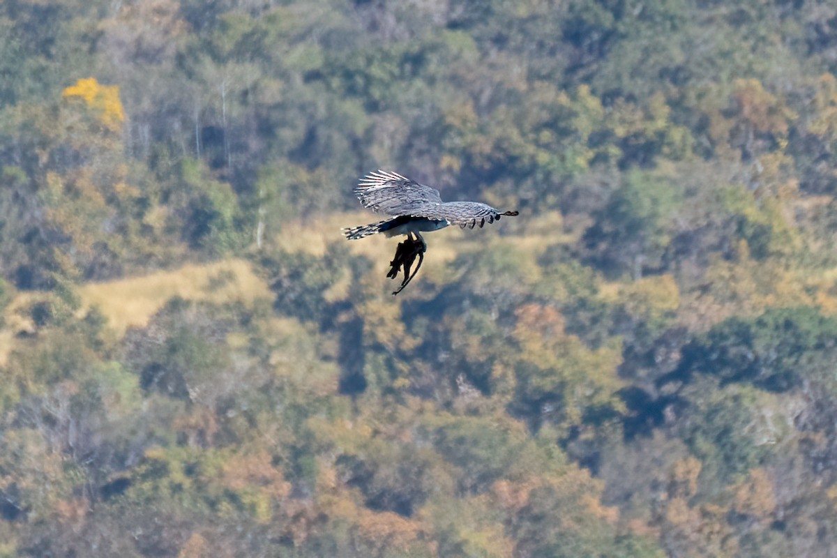Harpy Eagle - ML645161914
