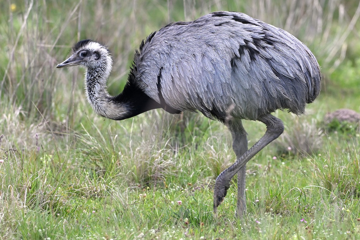 Greater Rhea - ML645161916