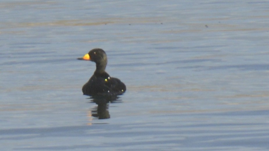 Black Scoter - ML645161917