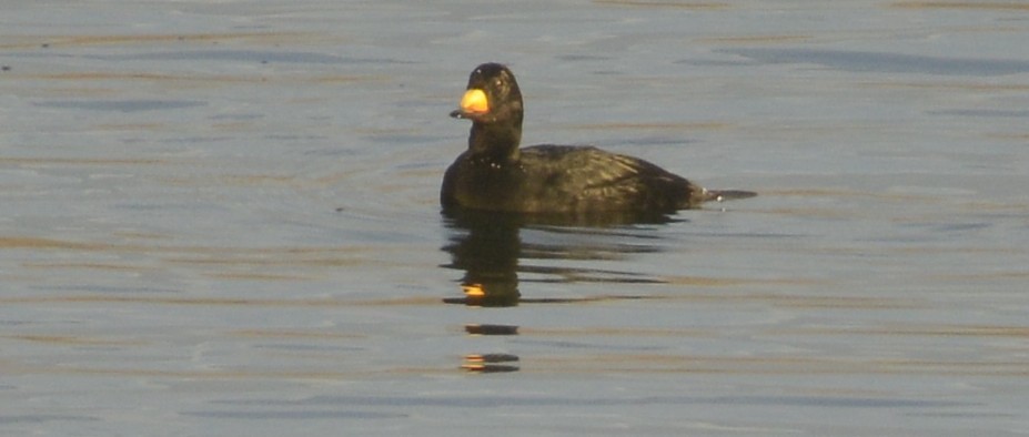 Black Scoter - ML645161918