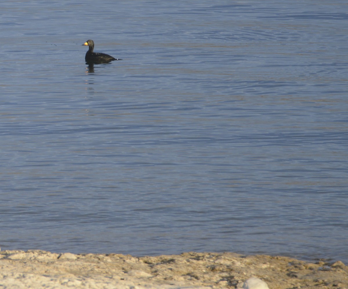 Black Scoter - ML645161919