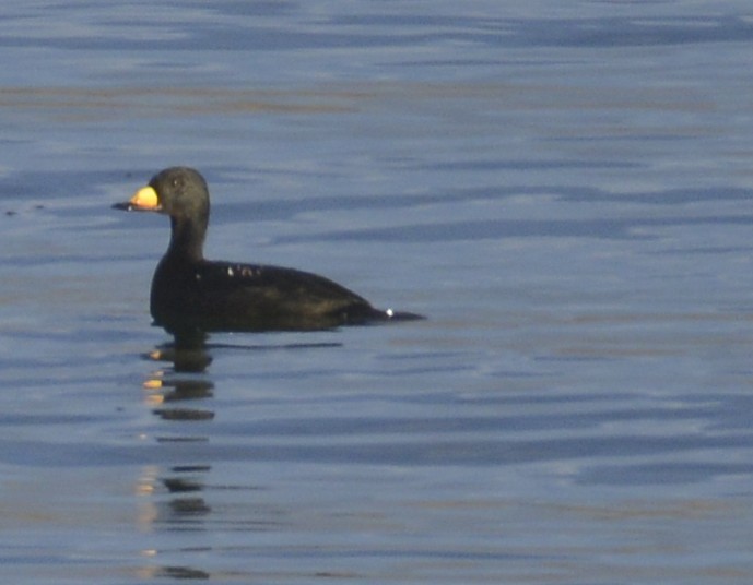 Black Scoter - ML645161920