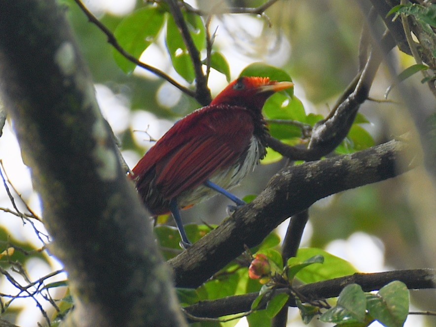 kongeparadisfugl - ML645161922