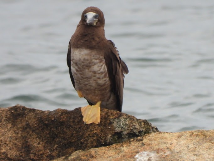 brunsule - ML645161923