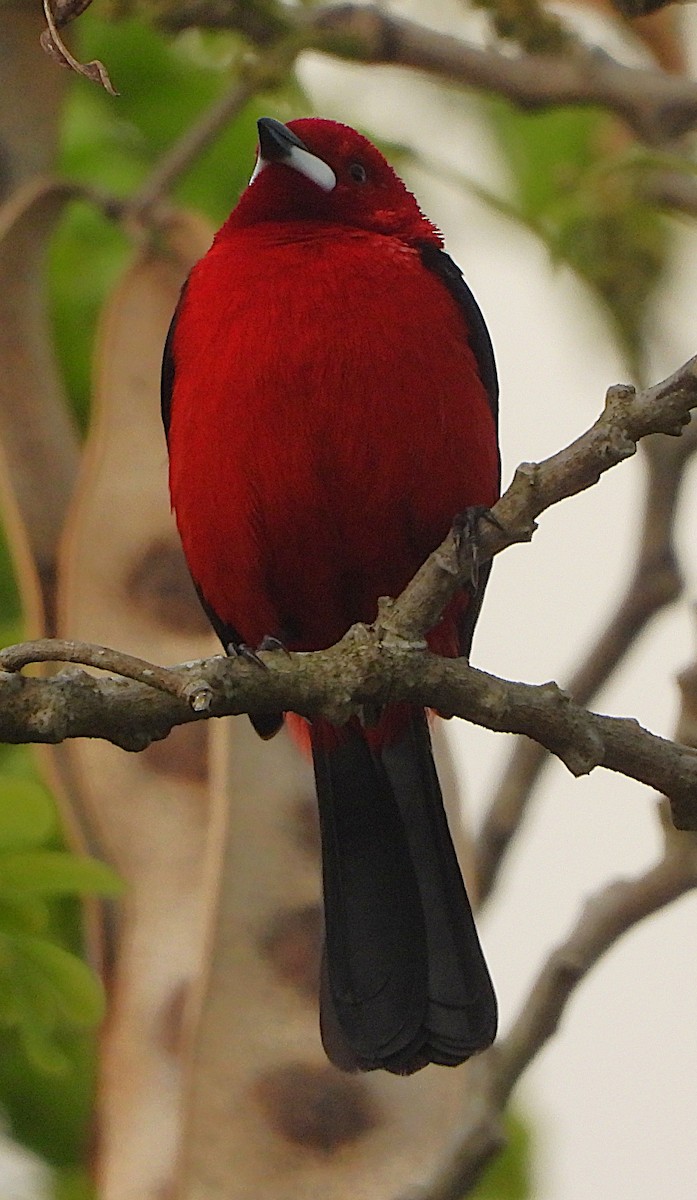 brasiltanagar - ML645161924