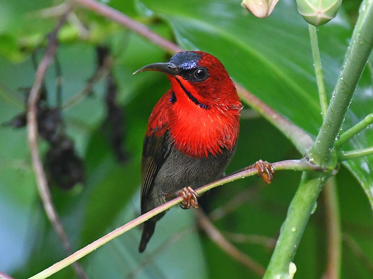 karminsolfugl - ML645161929