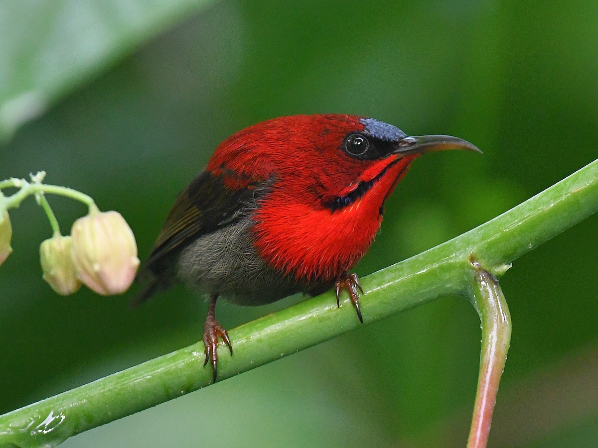 karminsolfugl - ML645161930