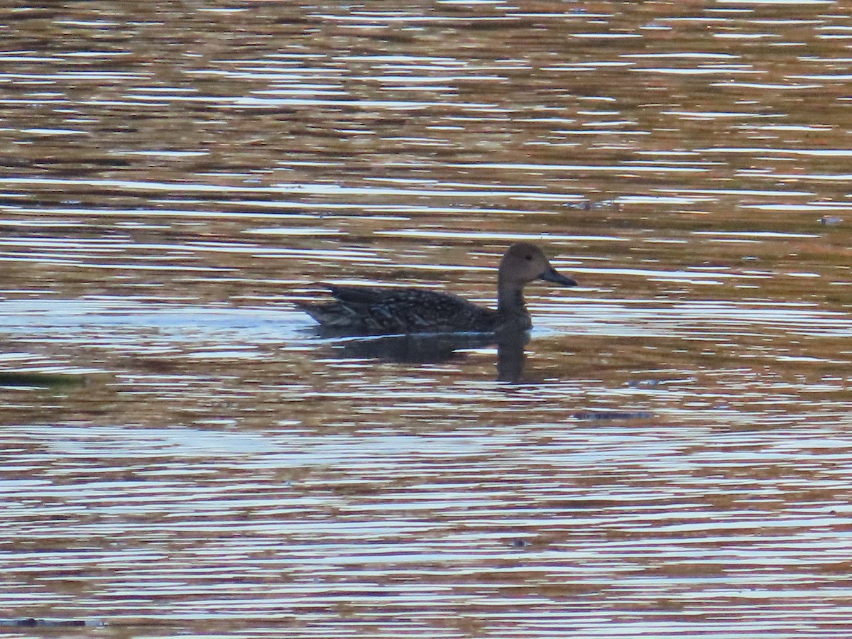 stjertand - ML645161933