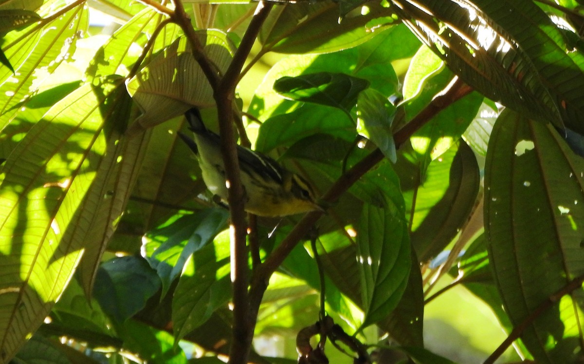 hemlokkparula - ML645161935