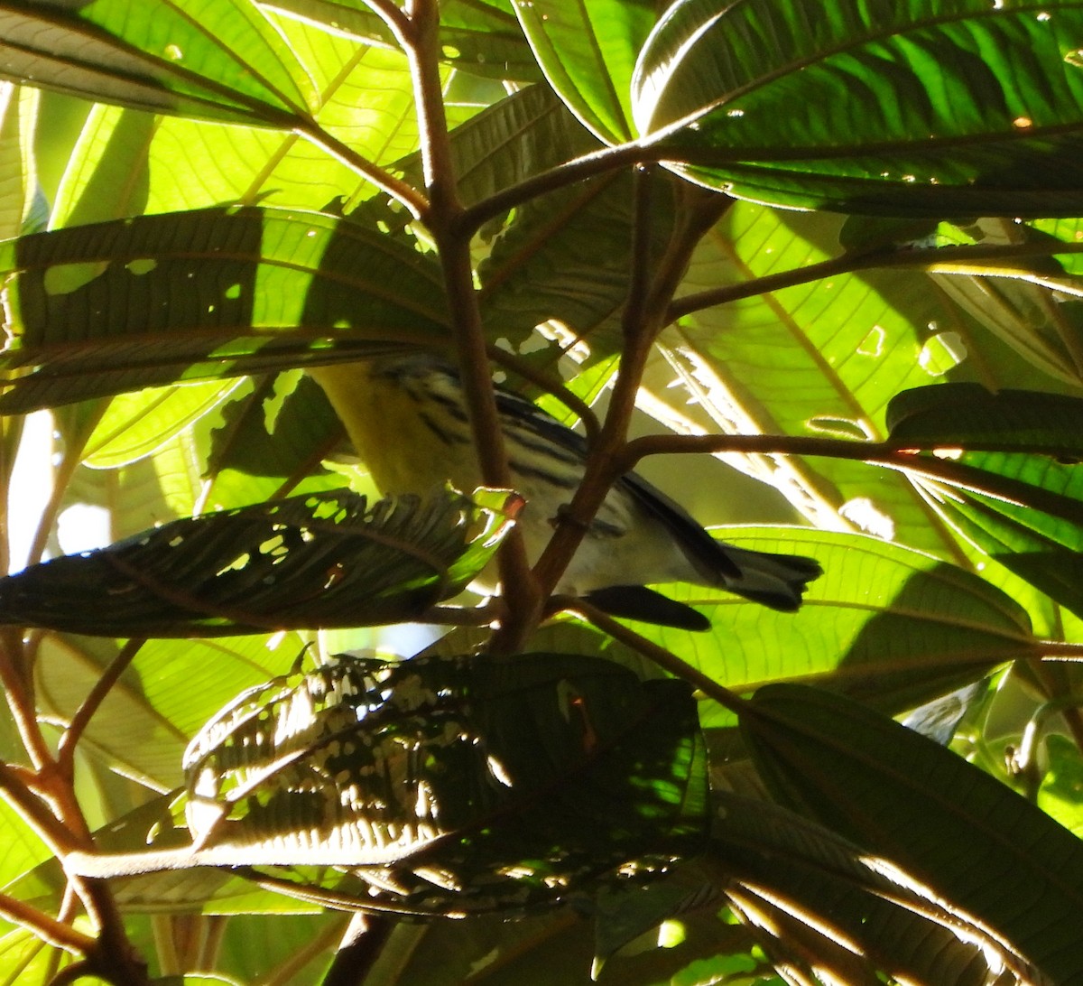 hemlokkparula - ML645161936