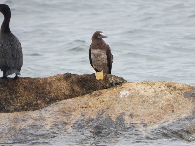 brunsule - ML645161941