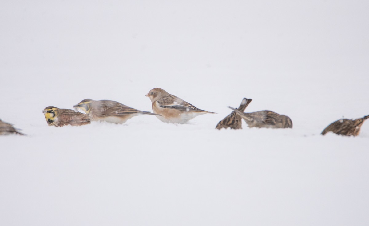 snøspurv - ML645161942