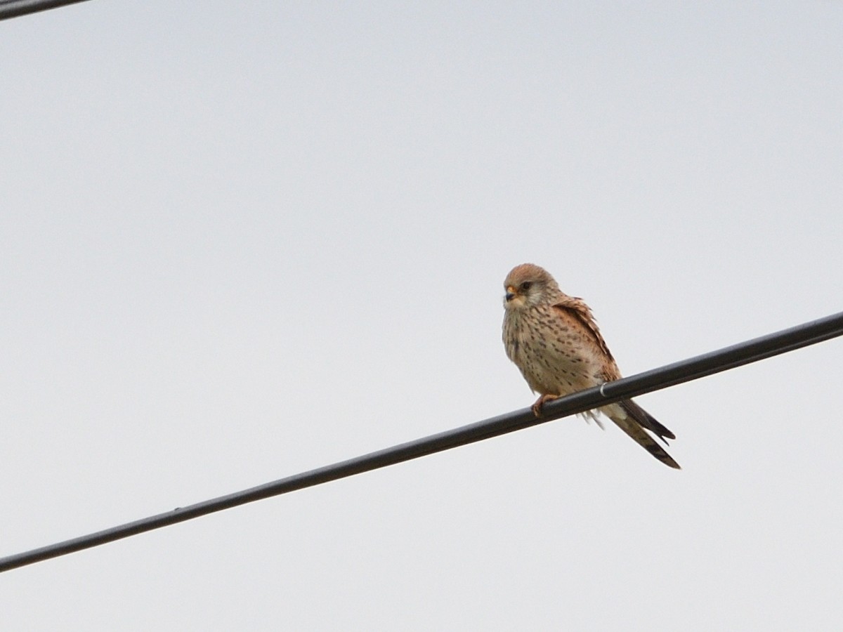 rødfalk - ML645161943