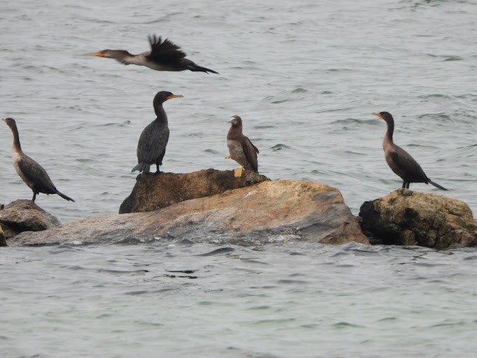 brunsule - ML645161944