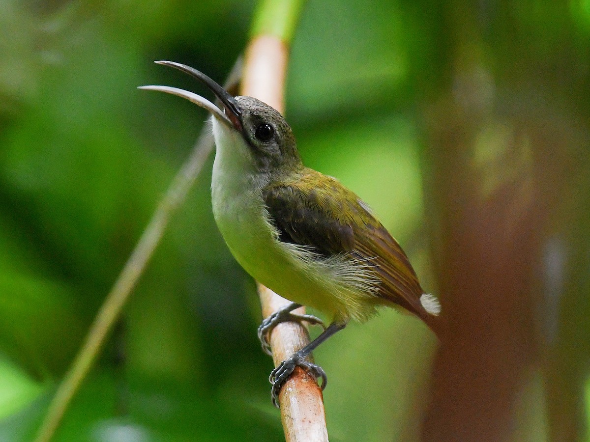 dvergedderkoppjeger - ML645161945