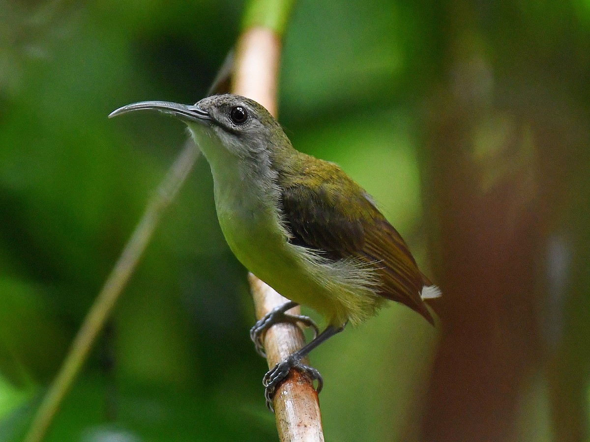 dvergedderkoppjeger - ML645161946