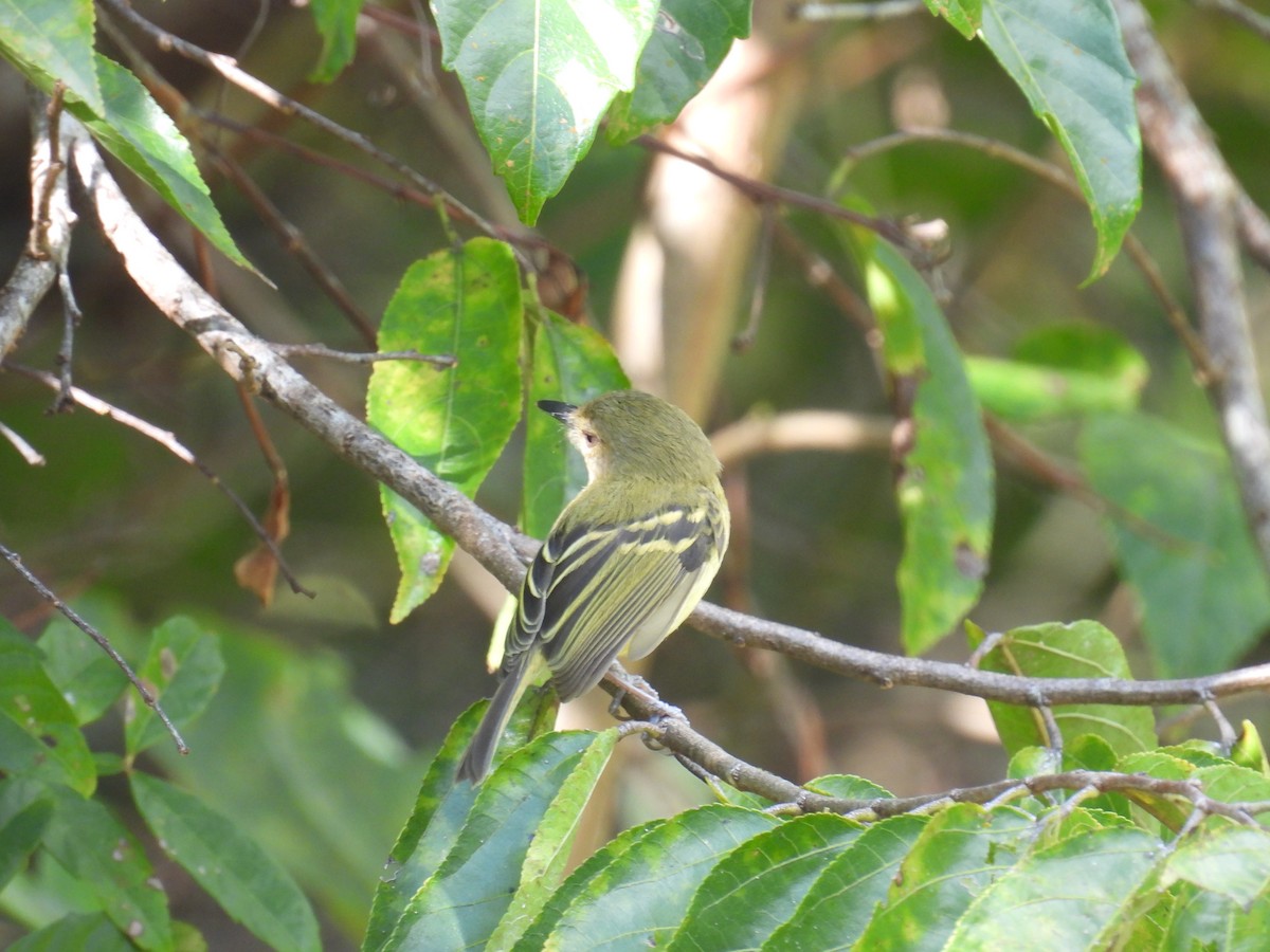 krattodityrann - ML645161949