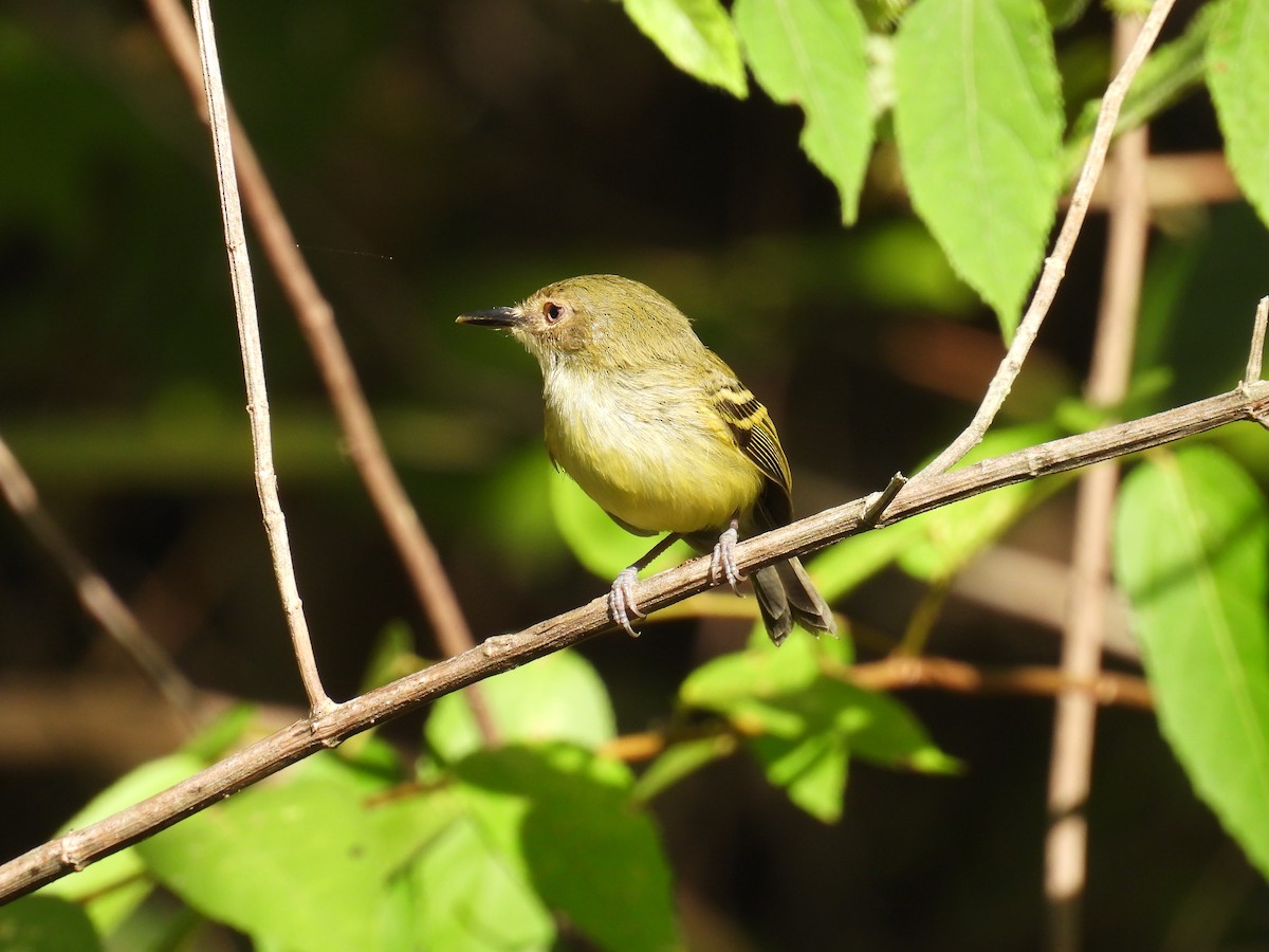 krattodityrann - ML645161950