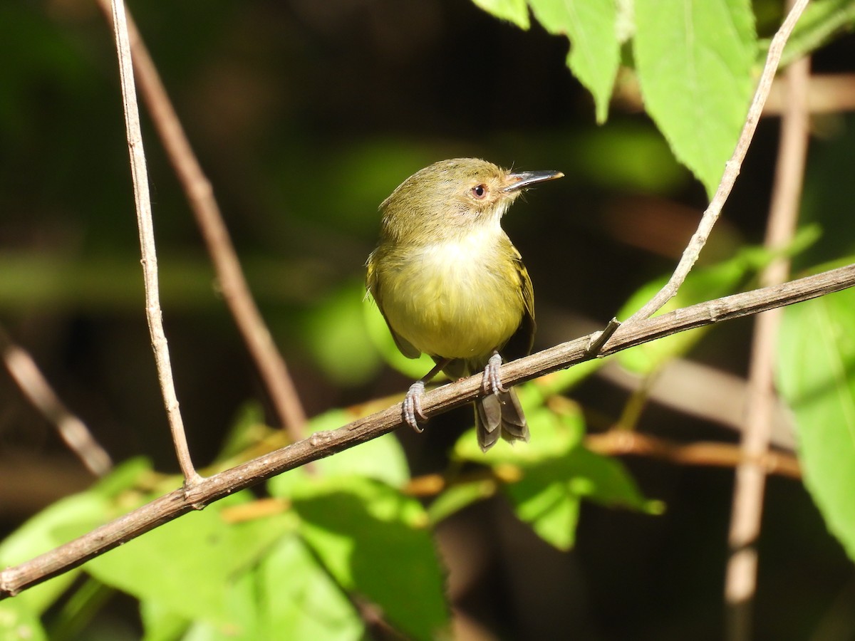 krattodityrann - ML645161951