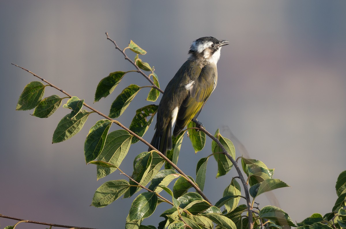 kinabylbyl - ML645161952