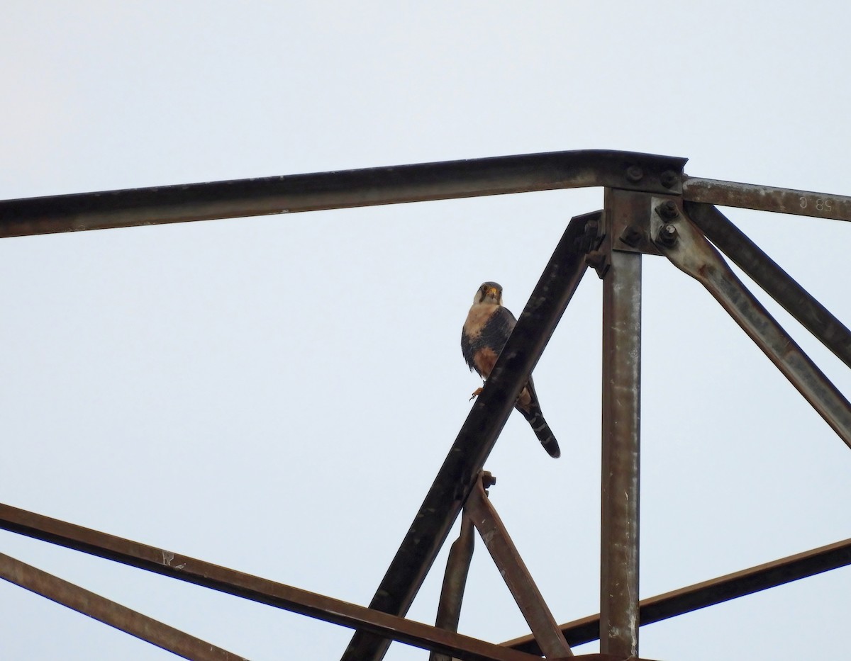 aplomadofalk - ML645161953