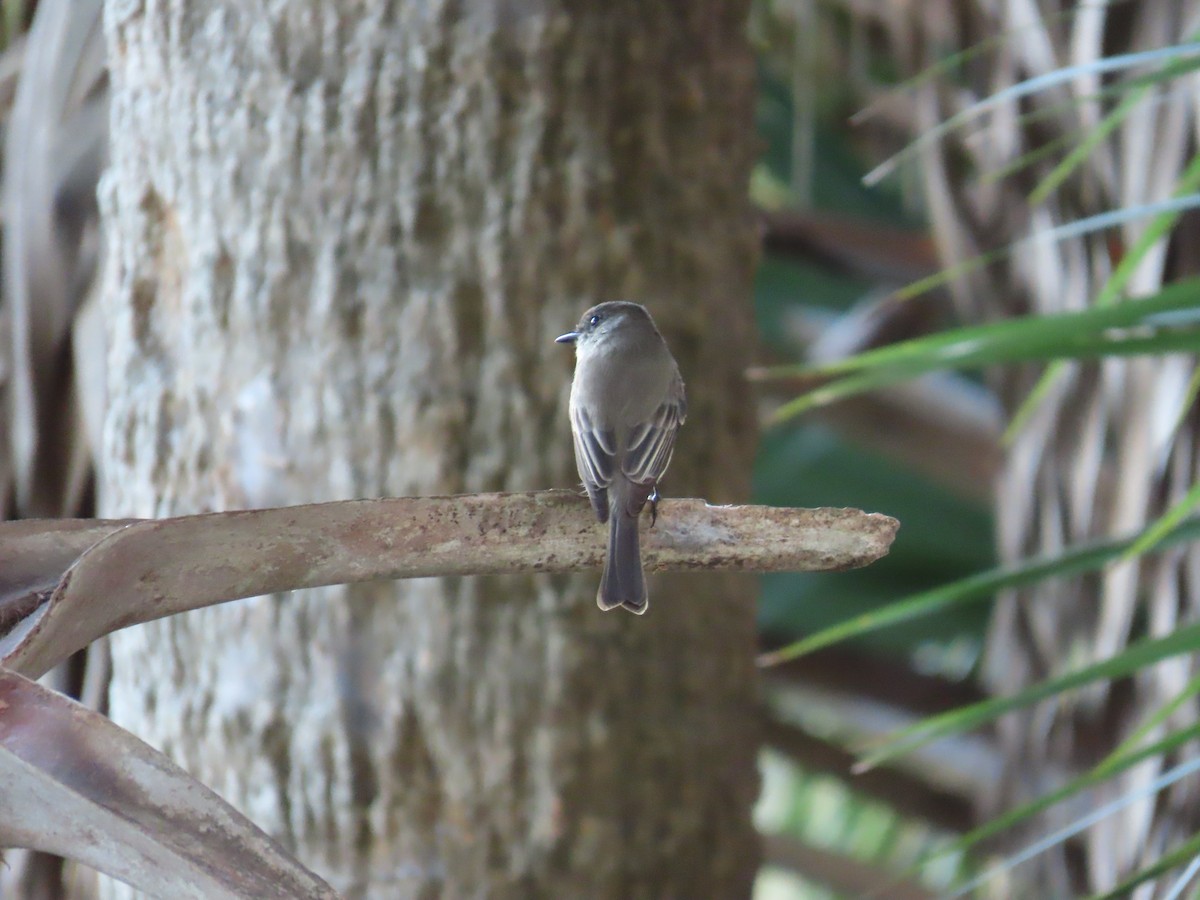 gråfibi - ML645161954