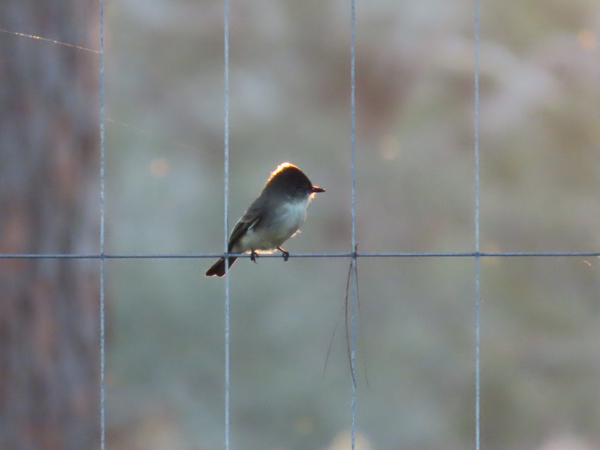 gråfibi - ML645161955