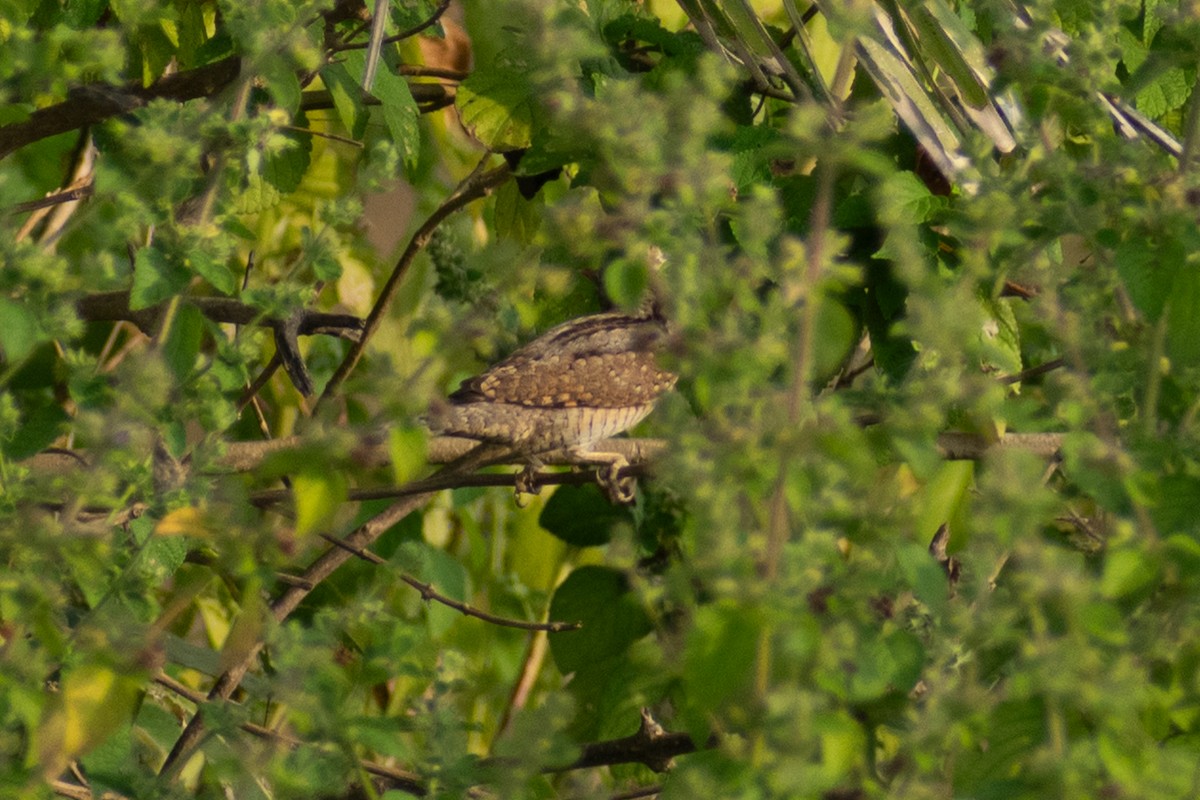 vendehals - ML645161956