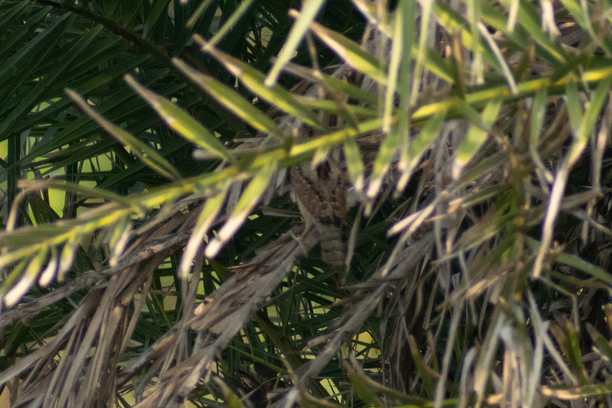 vendehals - ML645161957