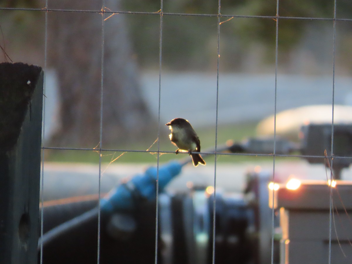 gråfibi - ML645161958