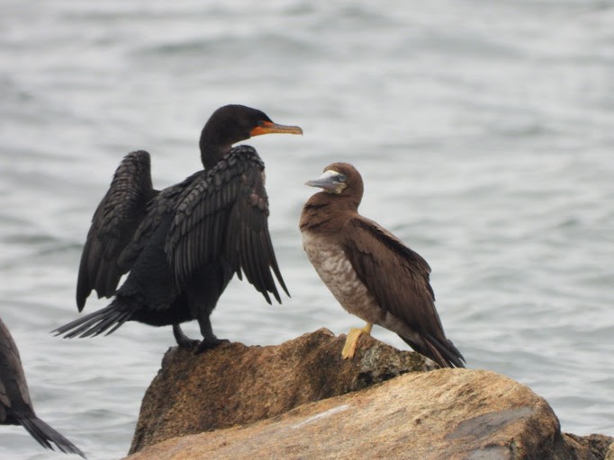 brunsule - ML645161960