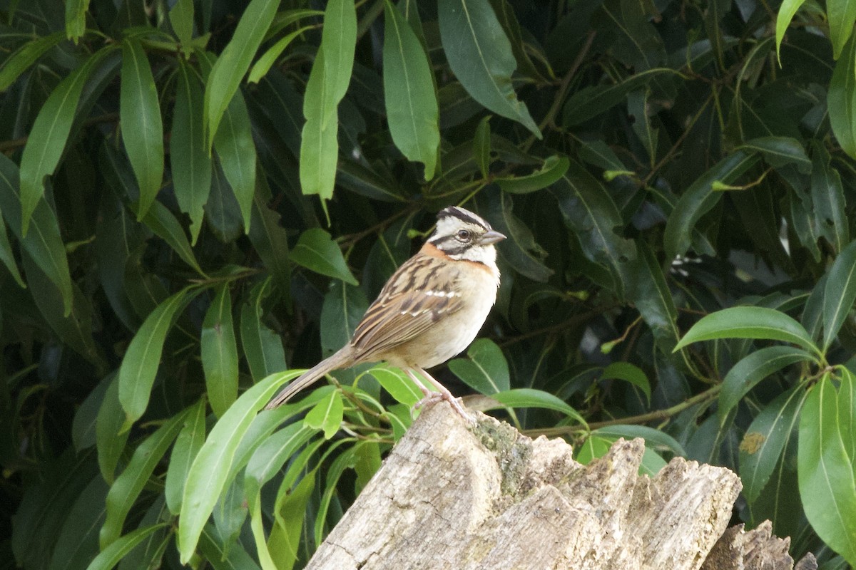 rustkragespurv - ML645161961