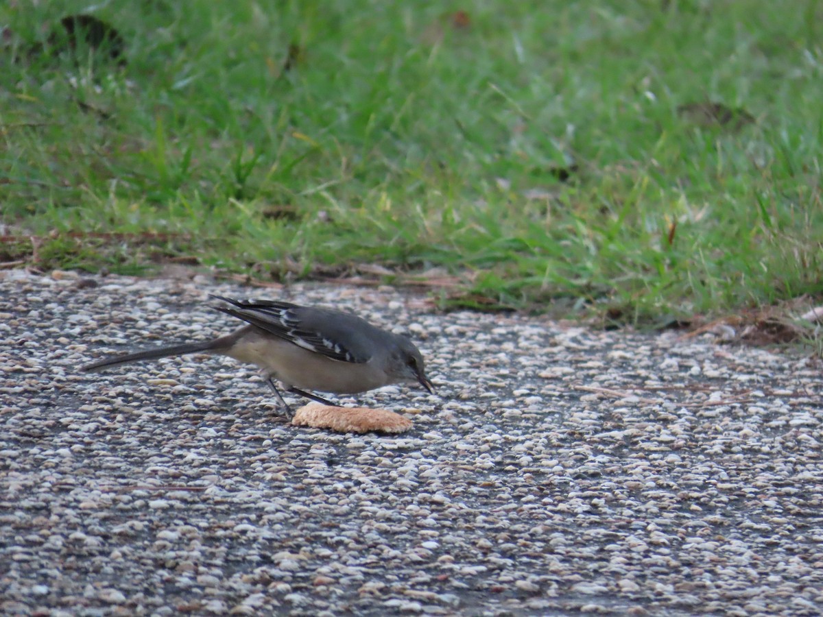 sangspottefugl - ML645161962