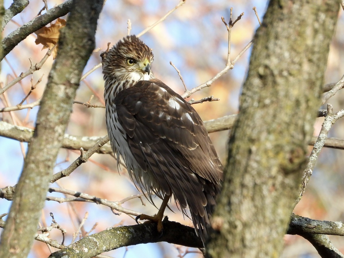 Cooper's Hawk - ML645161964