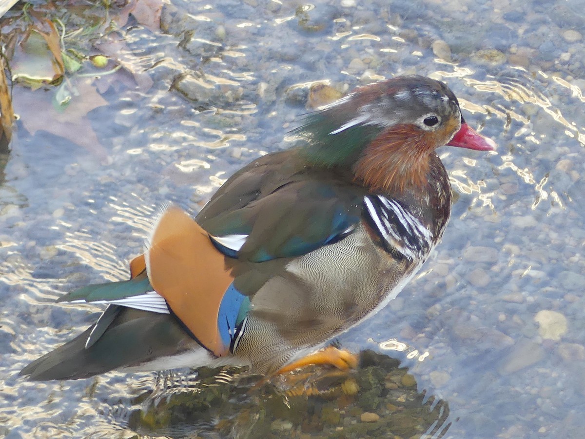 Mandarin Duck - ML645161977