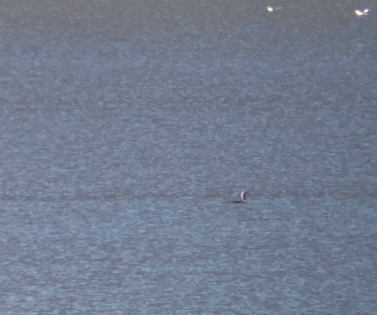 太平洋潛鳥 - ML645161979