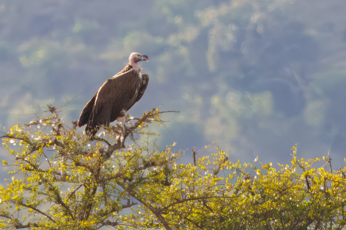 Lappet-faced Vulture - ML645161980