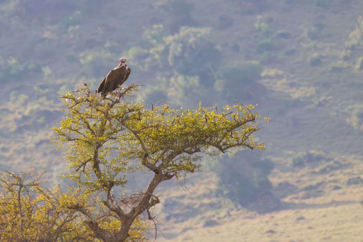 Lappet-faced Vulture - ML645161981