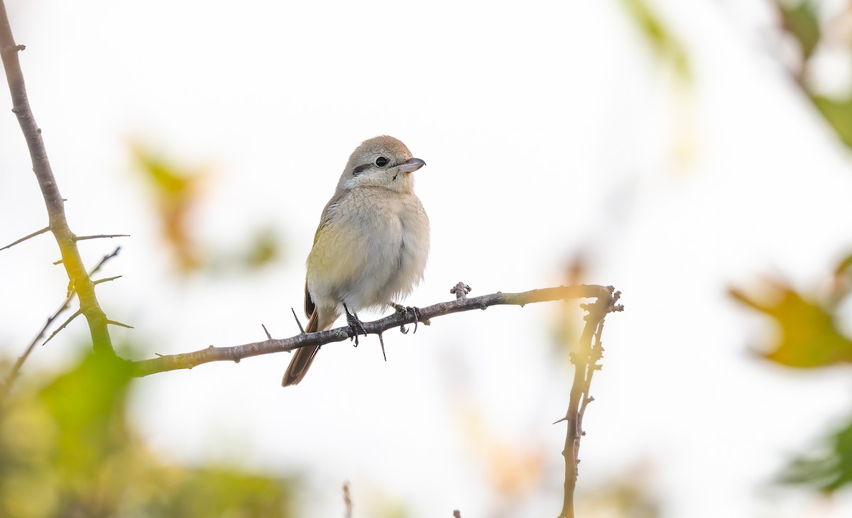 isabellavarsler - ML645161992