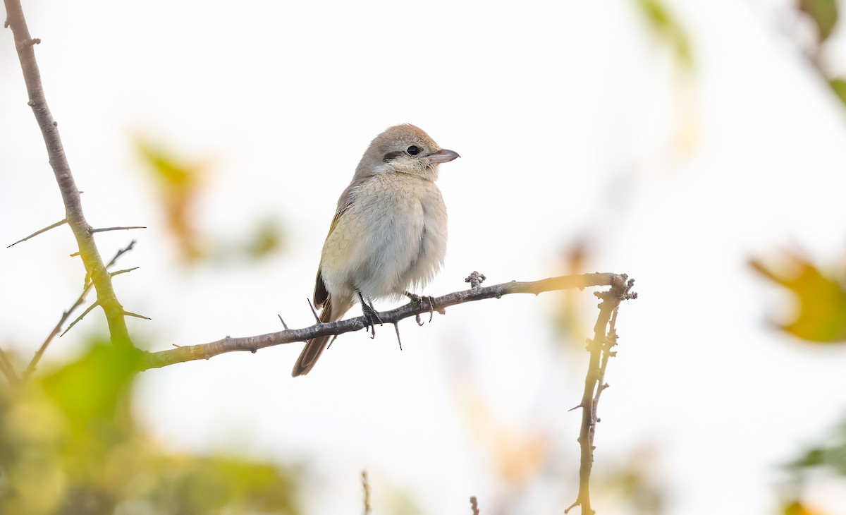 isabellavarsler - ML645161993