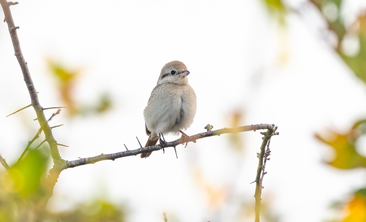 isabellavarsler - ML645161994