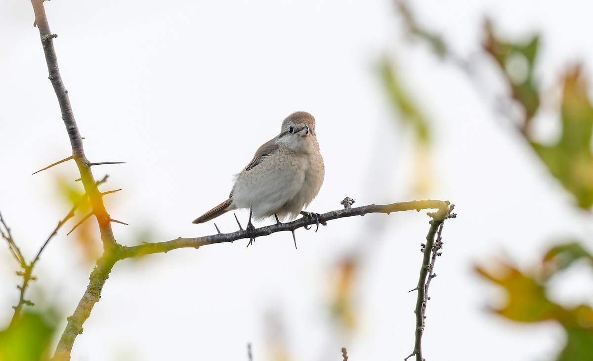 isabellavarsler - ML645161995