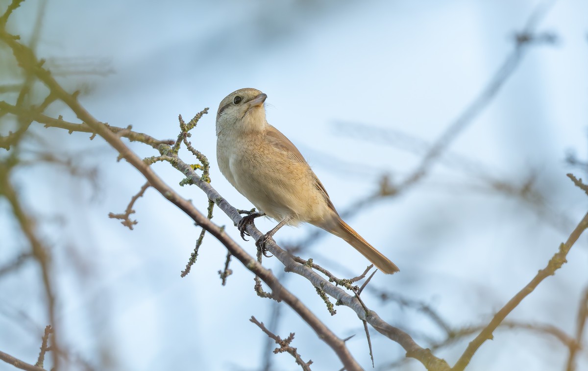 isabellavarsler - ML645161996